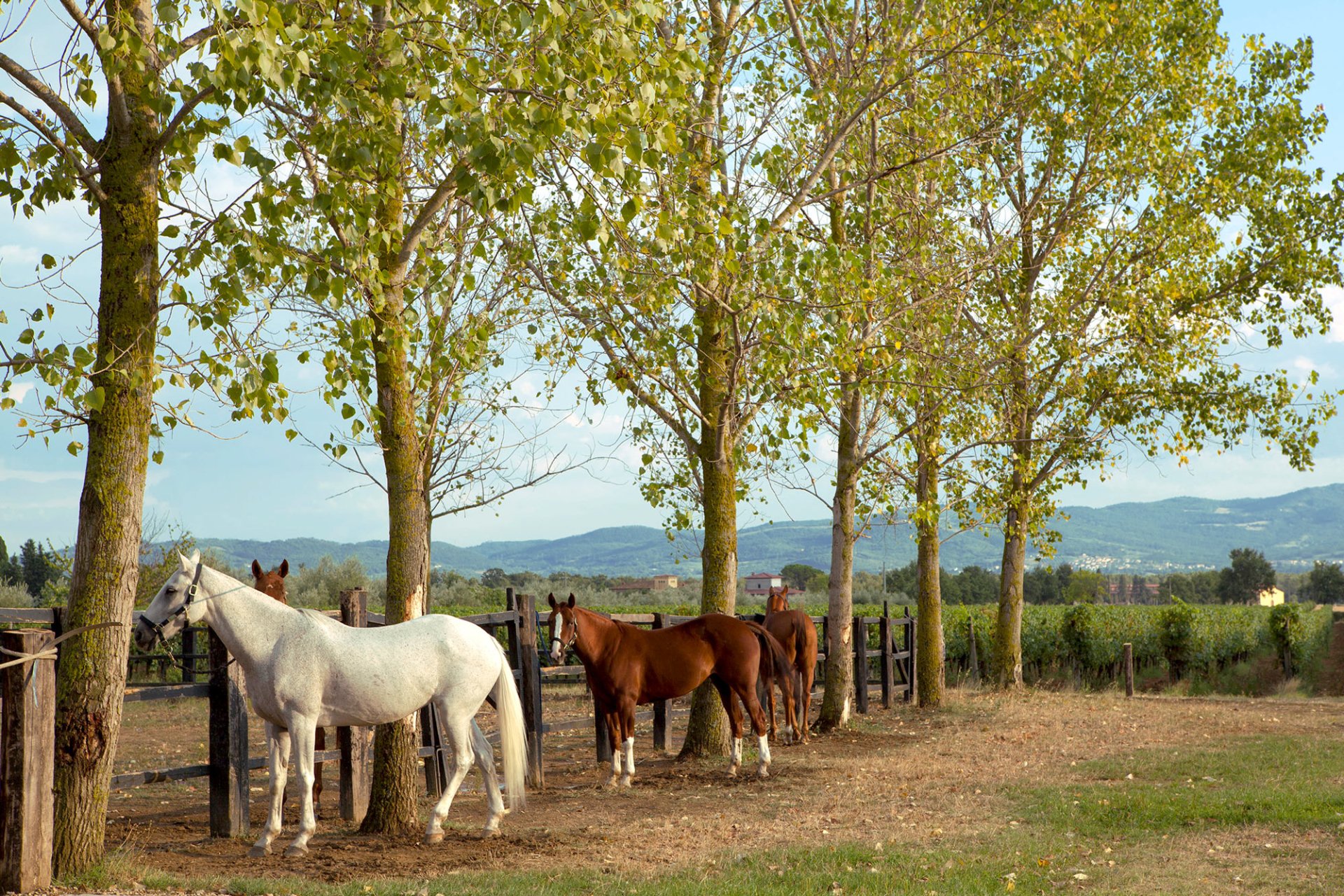 Cavalli, sole e vigne nella tenuta “Il Borro”